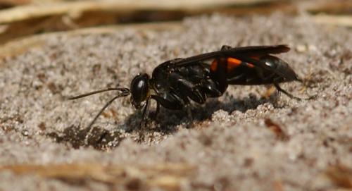 Réf. 109 651 : Anoplius viaticus