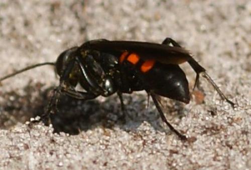 Réf. 109 756 : Anoplius viaticus