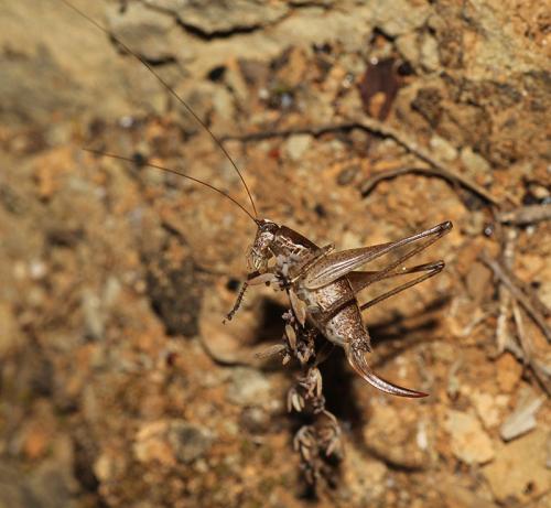 Yersinella raymondii