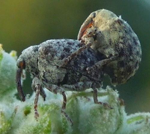 Réf. 109 671 : Cionus sp.