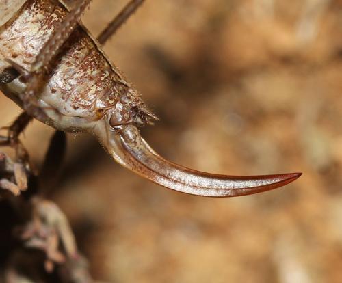 Yersinella raymondii