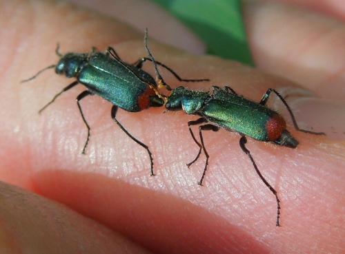 Réf. 109 672 : Malachius bipustulatus