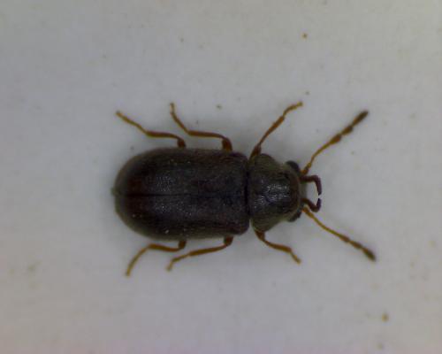 Ozognathus sp.