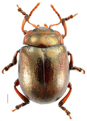 Chrysolina staphylaea