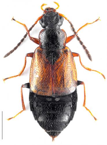 Anthophagus alpestris