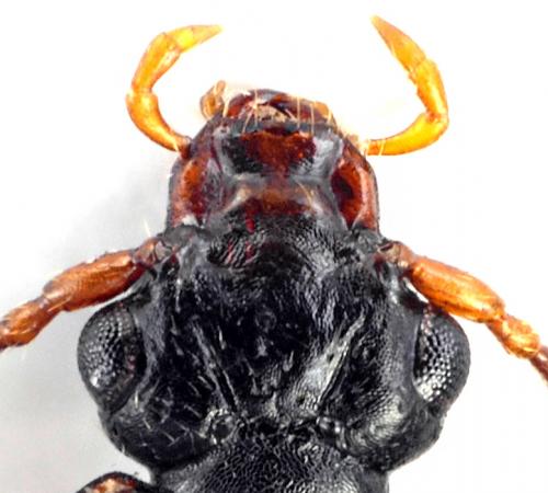 Réf. 109 119 : Anthophagus alpestris
