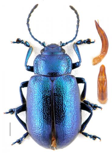 Oreina elongata occidentalis