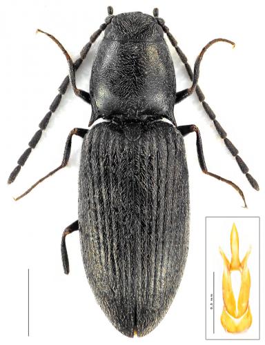 Fleutiauxellus maritimus
