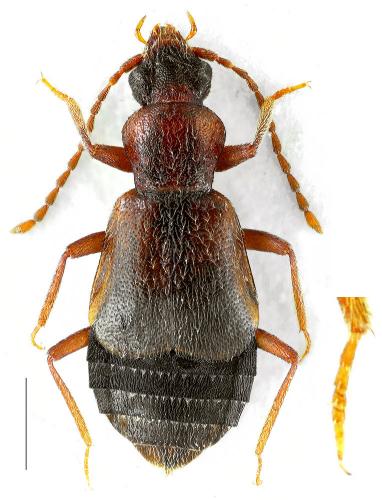 Lesteva sp.