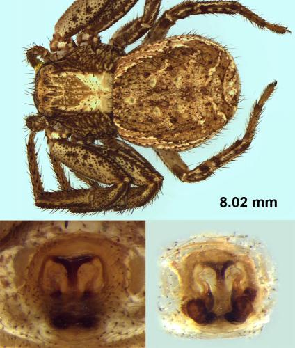 Réf. 109 873 : Xysticus gallicus