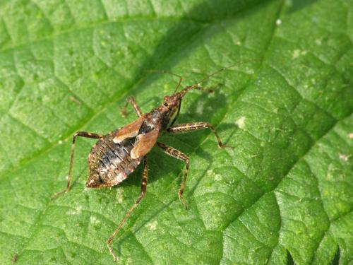 Réf. 109 165 : Himacerus apterus