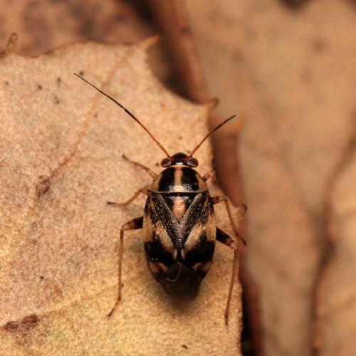 Réf. 109 367 : Cyphodema instabilis