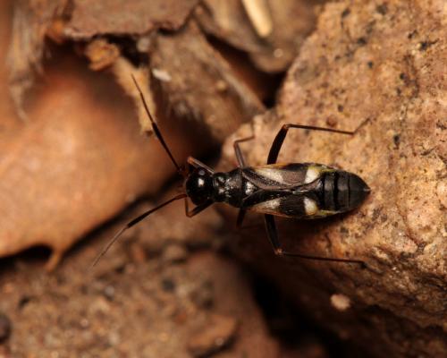 Globiceps fulvicollis