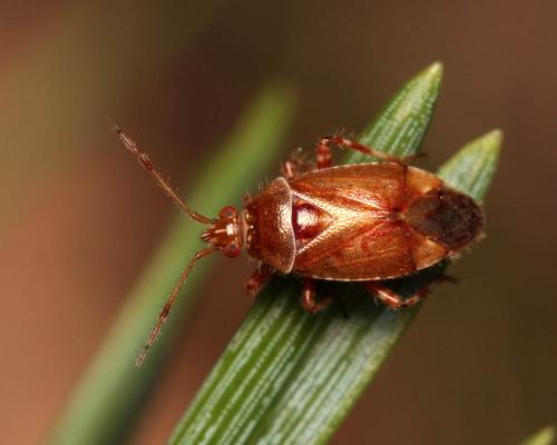 Réf. 109 751 : Alloeotomus gothicus