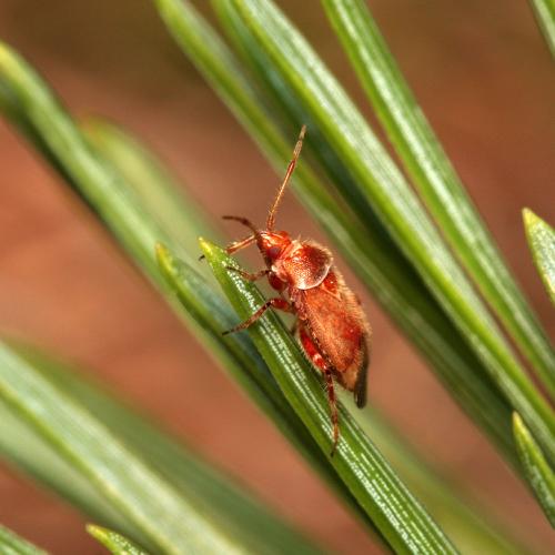 Réf. 109 752 : Alloeotomus gothicus