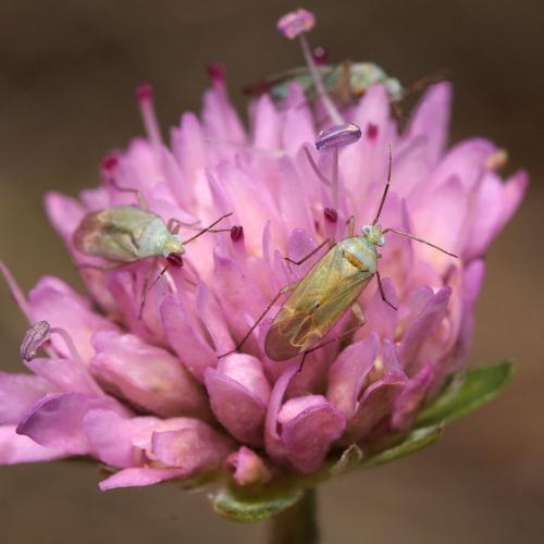 Réf. 109 894 : Placochilus seladonicus