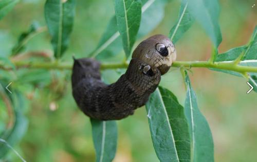 Deilephila elpenor