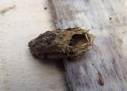 Réf. 109 514 : Musaria tirellii