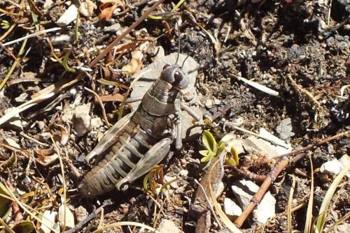 Réf. 109 589 : Podisma amedegnatoae