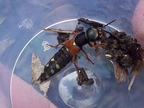 Staphylinus erythropterus