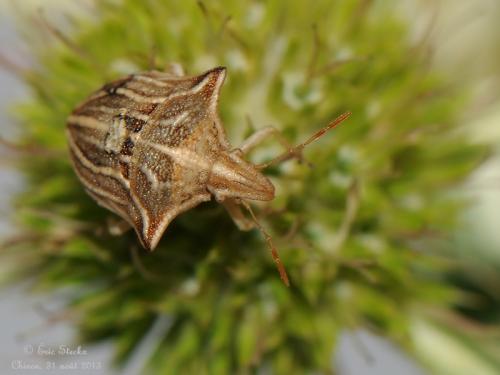 Réf. 109 075 : Ancyrosoma leucogrammes