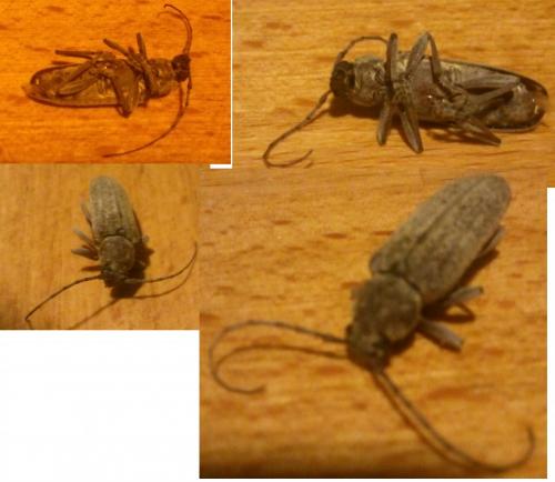 Trichoferus holosericeus