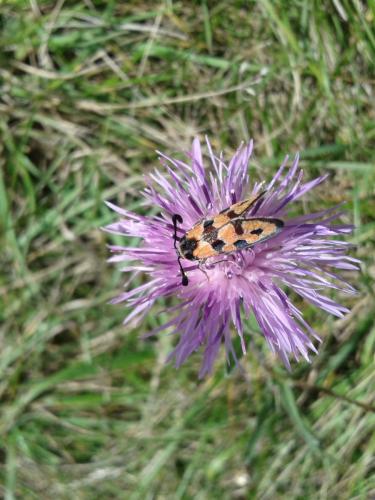 Zygaena fausta