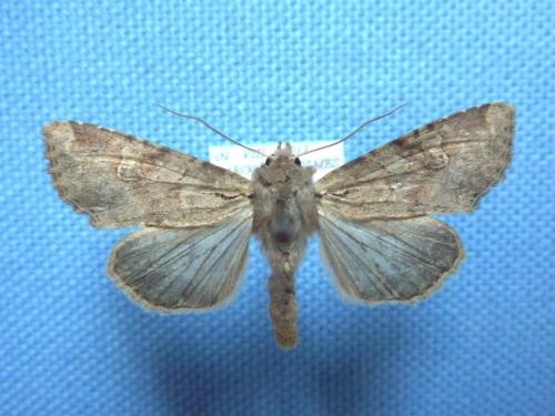 Réf. 109 701 : Apamea sordens