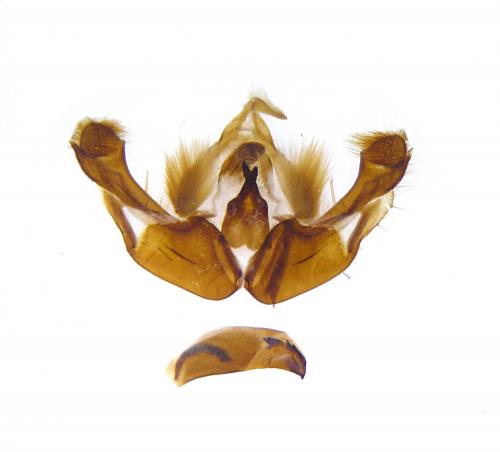 Réf. 109 787 : Mniotype adusta