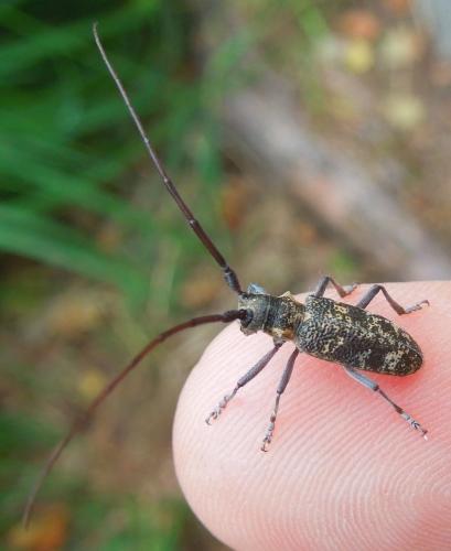 Réf. 109 492 : Monochamus galloprovincialis