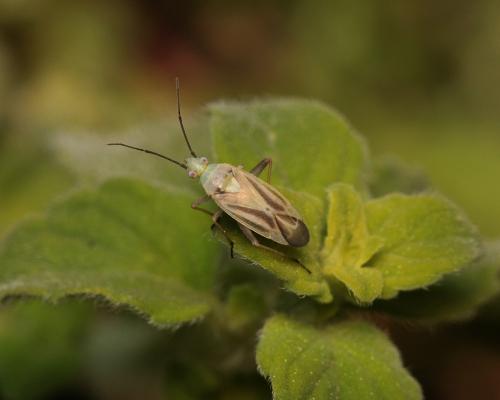 Megalocoleus tarsalis