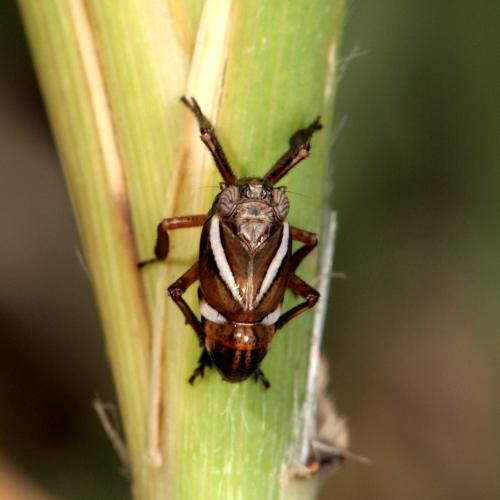 Réf. 109 943 : Caliscelis wallengreni