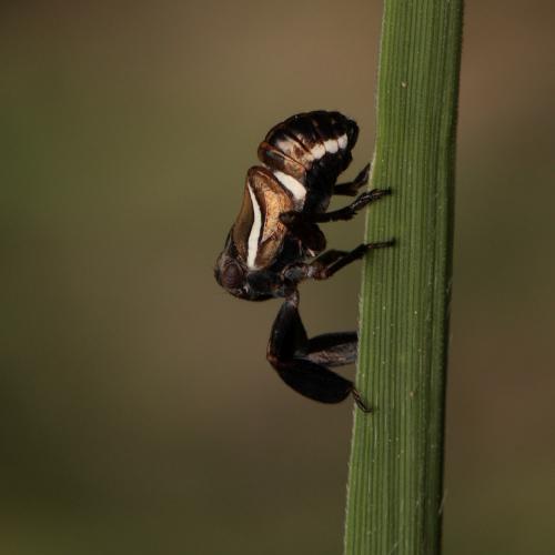 Caliscelis wallengreni