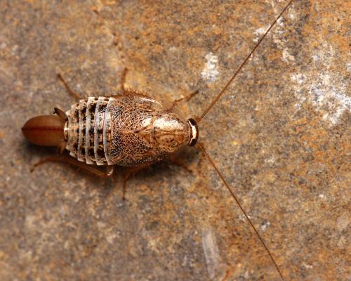 Capraiellus panzeri