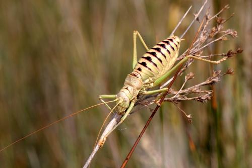 Lucasinova nigromarginata