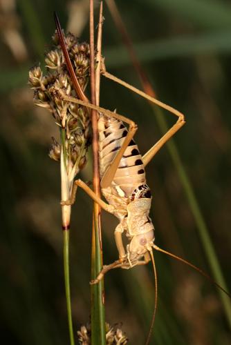 Lucasinova nigromarginata