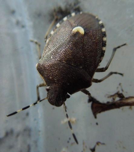 Holcostethus sphacelatus