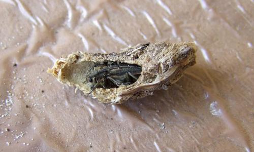 Réf. 109 516 : Musaria tirellii