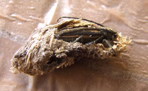Réf. 109 517 : Musaria tirellii