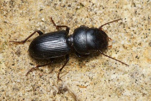 Dixus clypeatus