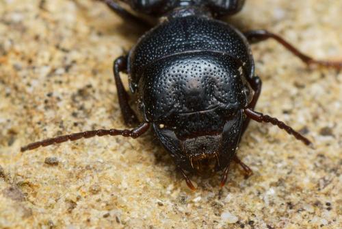 Dixus clypeatus