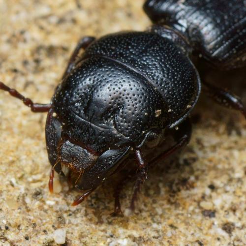 Dixus clypeatus