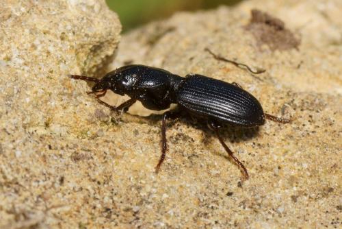 Dixus clypeatus