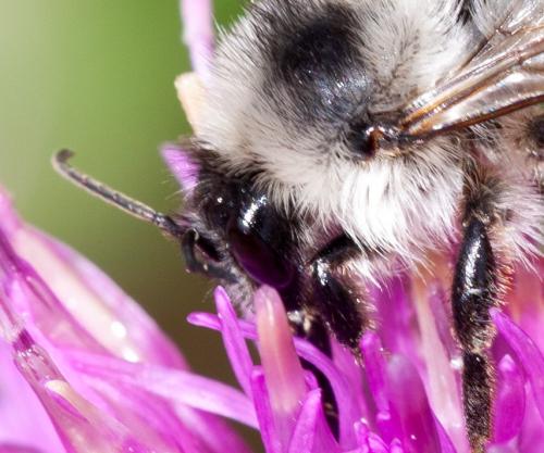 Bombus sp.