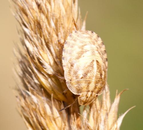 Eurygaster maura
