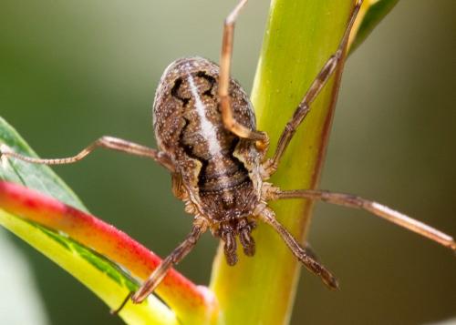 Réf. 109 044 : Mitopus morio