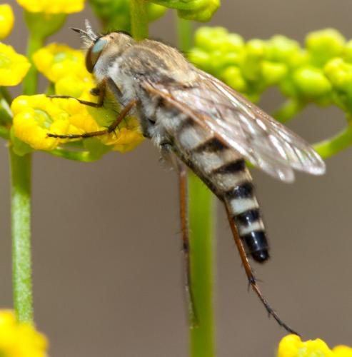 Thereva sp.