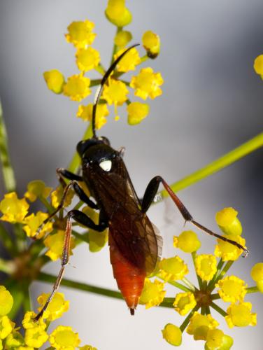 Ichneumoninae