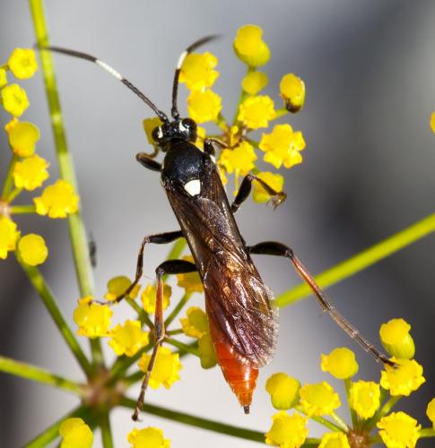 Ichneumoninae