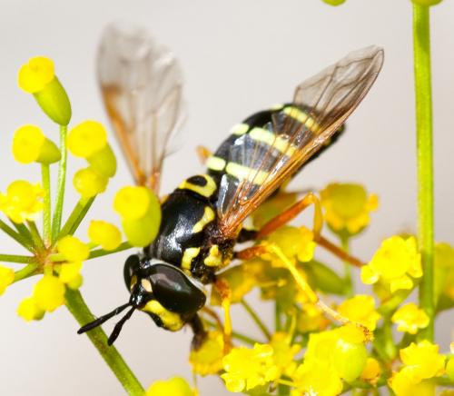 Chrysotoxum festivum